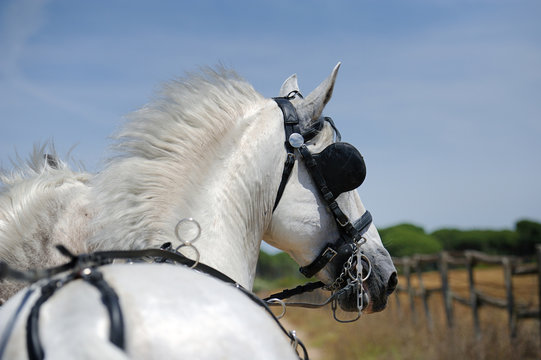 White horses carry a cart