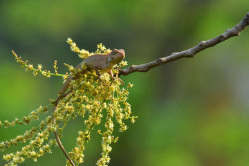 Chameleons with nature, Chameleons or chamaeleons are a distinctive and highly specialized clade of Old World lizards with 202 species described as of June 2015. These species come in a range of color