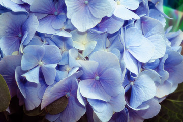 beautiful flower with blue petals