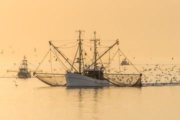 Fischkutter mit ausgelegten Netzen und Schwarm von Seemöwen bei Sonnenuntergang, Nordsee, Nationalpark Schleswig-Holsteinisches Wattenmeer, Schleswig-Holstein, Deutschland