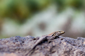 lizard on the stone