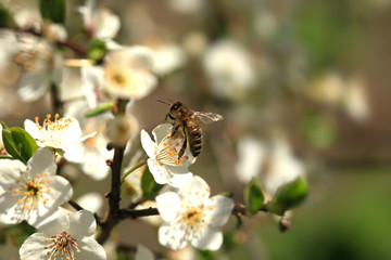 White flowers in spring garden