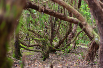 tree in the forest