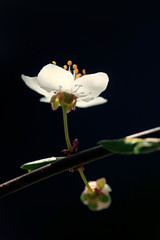Naklejka na ściany i meble White flowers in spring garden