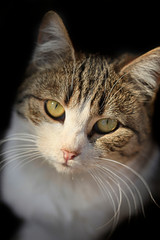 Portrait of fluffy wild cat