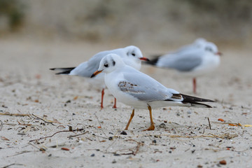 Lachmöwen im Herbst an der Ostsee	