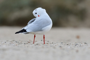 Lachmöwen im Herbst an der Ostsee	