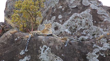 Leopard