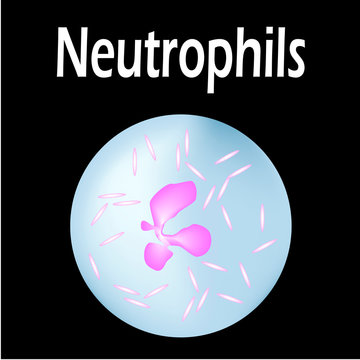 Neutrophils structure. Blood cell neutrophils. White blood cells. leukocytes. Infographics. Vector illustration on isolated background.