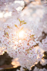 満開の桜の花と綺麗な夕日