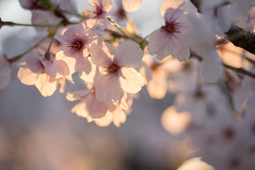 満開の桜の花と綺麗な夕日