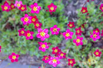Obraz premium Flower banner - blooming pink saxifrage on natural background. Abstract floral backdrop with soft focus, top view, copy space.