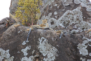 Leopard