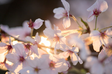 満開の桜の花と綺麗な夕日