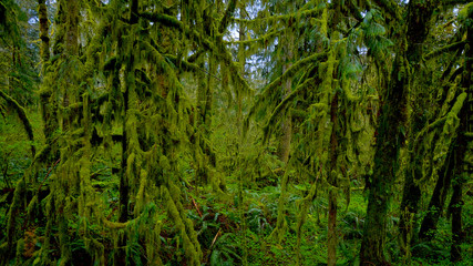 Rain Forest near Forks - awesome nature