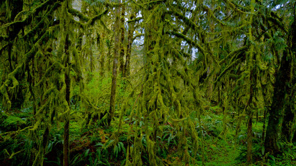 Mossy trees in the rainforest of Forks