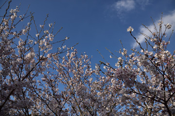 日本の春の美しい桜