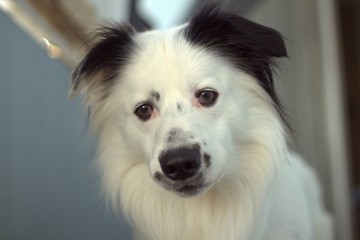 Pies  czekający na twoja reakcje.