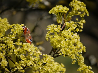Pfauenaufe im Frühling