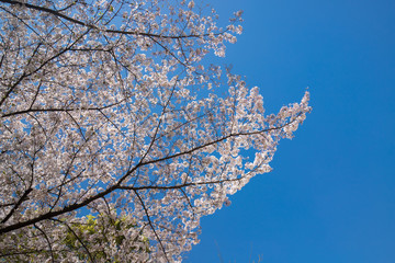 公園の満開の桜の木と青空