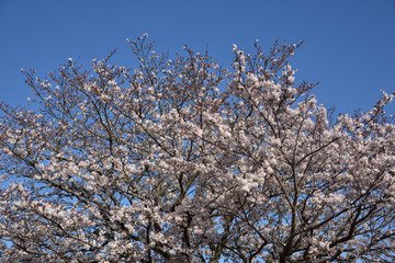 日本の春の美しい桜