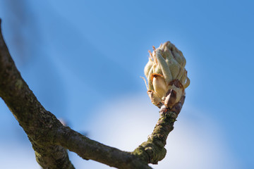 Knospe vom Apfelbaum