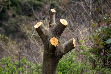 桜の接ぎ木　剪定された枝がない桜の木　