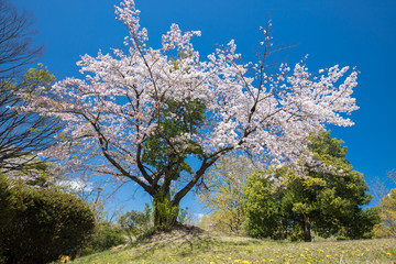 公園の満開の桜の木と青空