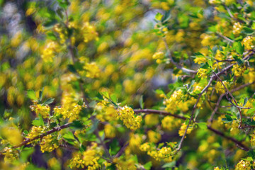 Selective focus a yellow flower in the garden. selective focus blur. blooming Golden blackcurrant