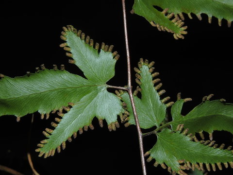  climbing fern, lygodium flesuosum,leaf, plant, green, nature, forest, leaves, frond, garden, foliage, ferns, flora, tropical, spores, environment, botany, 