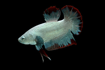 Fototapeta premium bettafish dragon3