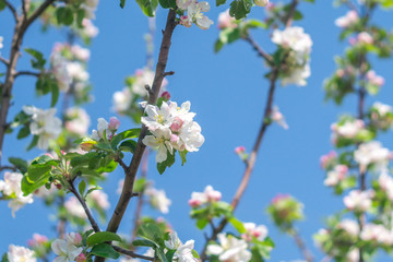 blooming of decorative white apple and fruit trees over bright blue sky in colorful.