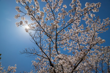 公園の満開の桜の木と青空