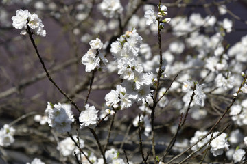 日本の春の美しい桜