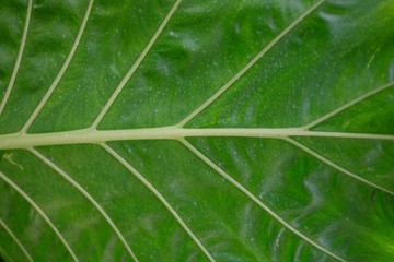 Tropical caladium leaf with green skin pattern for background texture