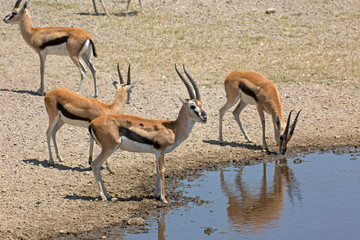 Thomson Gazelle