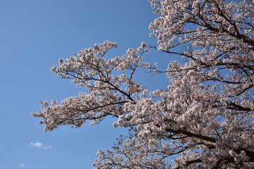 日本の春の美しい桜
