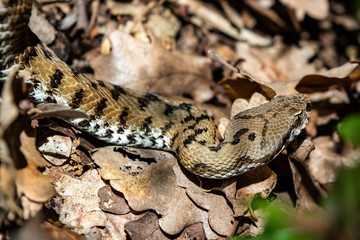 Asp viper, Vipera aspis in nature. detail of the triangular head of a viper