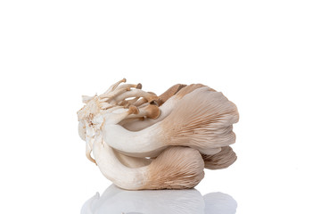 Pleurotus eryngii known as king trumpet mushroom, French horn mushroom, king oyster mushroom  on white