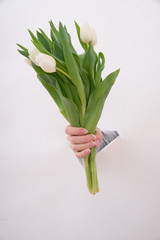 Hand of the woman is holding bouquet of tulips inserted through a hole in torn white paper. Copy space.