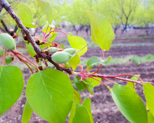 green apricot and green leaves on apricot trees in the garden. plowed land for fencing. spring garden landscape apricot garden
