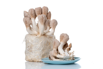 Pleurotus eryngii known as king trumpet mushroom, French horn mushroom, king oyster mushroom  on white