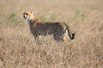 Gepard © Andreas Edelmann