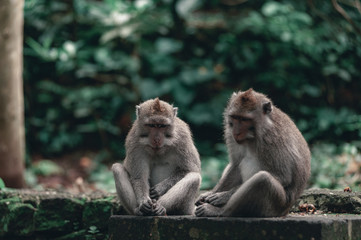 Monkeys on the territory Monkey Forest - a temple complex in Ubud among the tropical jungle.