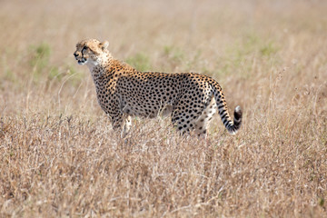 Gepard © Andreas Edelmann