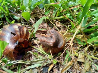 Snails (Bekicot, Achatina fulica, African giant snail, Archachatina marginata) in with natural background
