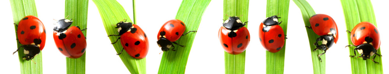 red ladybug on grass