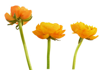 Obraz premium Set of range ranunculus flowers