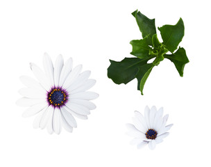 Set of osteospermum (dimorphotheca, arctotis) flowers