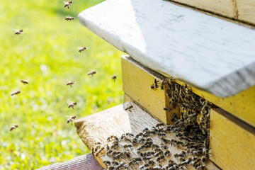 Bees flying with  nectar to beehive, close up view with meadow background. Apiculture concept 